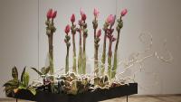 11 Anne Breau -- Valley Flowers.jpg 5.0K